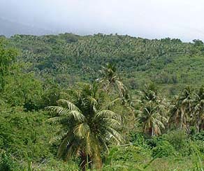 Copra plantation