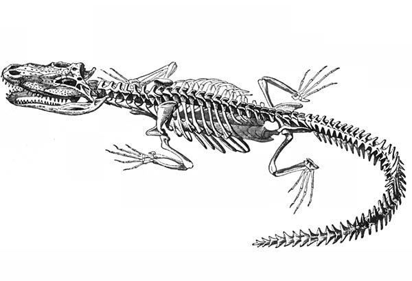 Crocodile Skeleton drawing