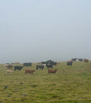 Kahua Cattle