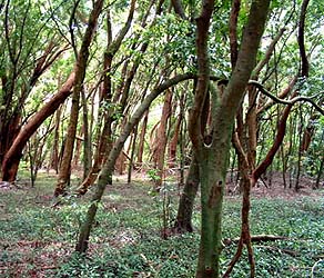 Kaniakapupu Forest