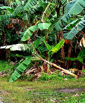 Banana tree down