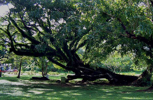 Tree down