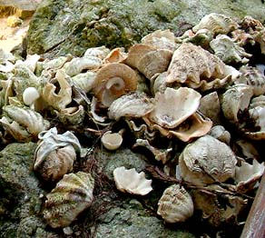 Shells