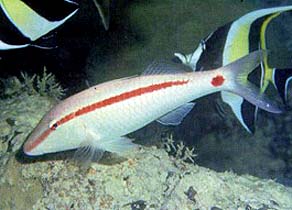 Goatfish