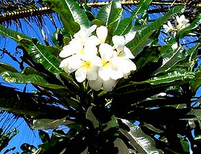 Plumeria