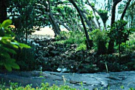 Fording Manoa Stream