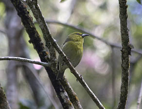 Kaua‘i `Amakihi