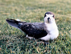 Hawaiian Petrel