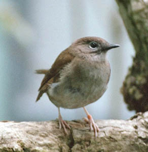 Puaiohi