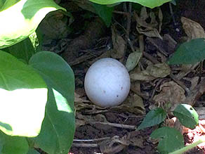Shearwater Egg