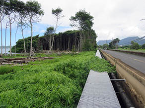 Clearing next to bridge