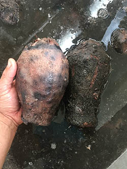 Two corms