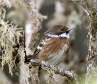 Chasiempis sandwichensis ridgwayi