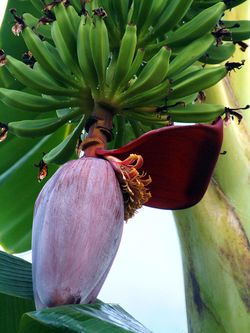 Banana_flower