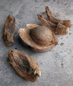 Coconut & Husks 2a-a