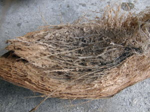 Husk close-up 1a-a