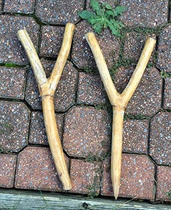 Y