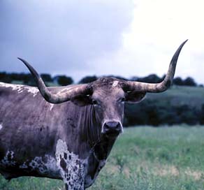 Longhorn