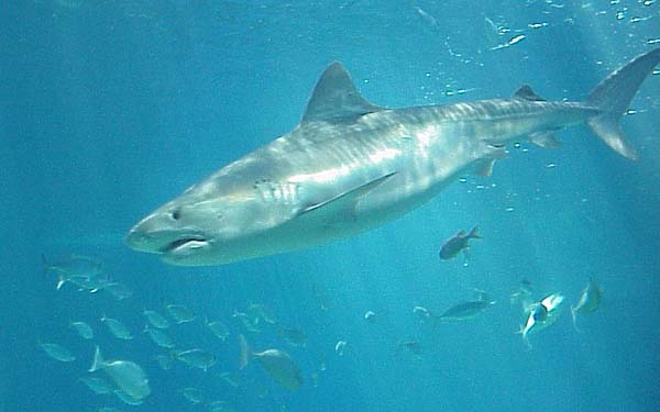 Tiger Shark