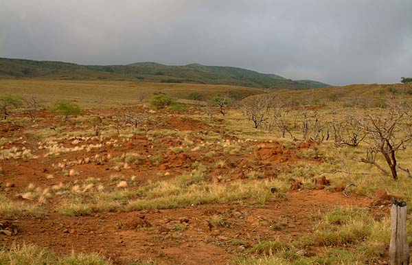 Kohala Mountain