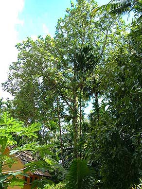 Bai Trees