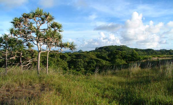 Pandanus Grasslands