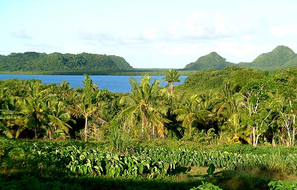 Hillside Taro Patch