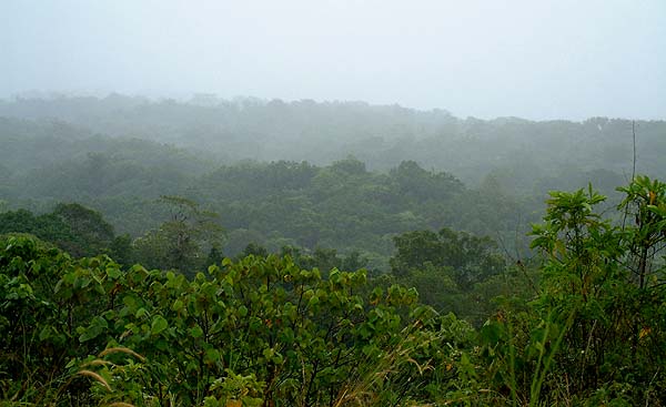 Upland Rain