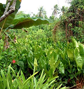 Taro on Yap