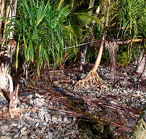 Pandanus