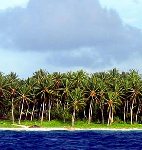 Coconut Trees