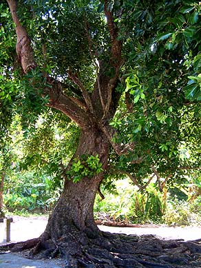 Mahogany