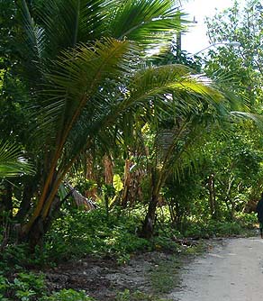 Young coconut trees